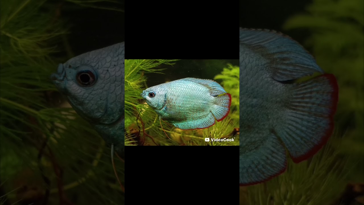 Colisa lalia Koliza krpat&aacute;,             Three variants 3 Varianty