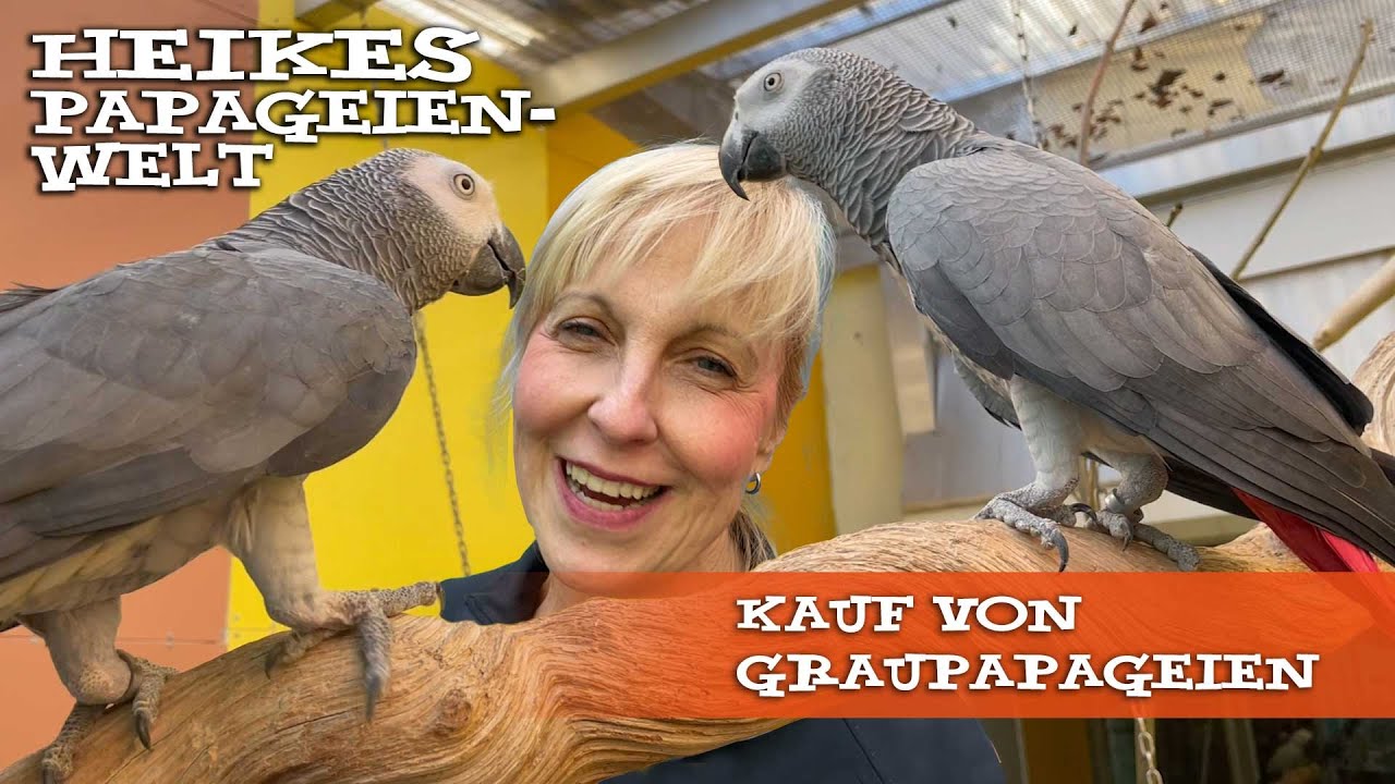 Kauftipps Graupapageien von Heike Mundt