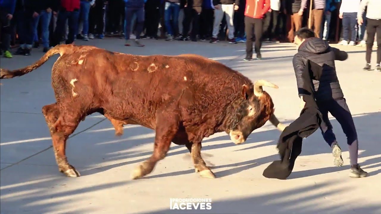 2 Toros Bravos de cajón en Siete Iglesias (18-01-25)