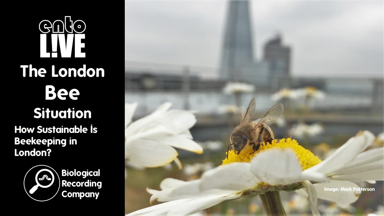 The London Bee Situation: How Sustainable Is Beekeeping in London?