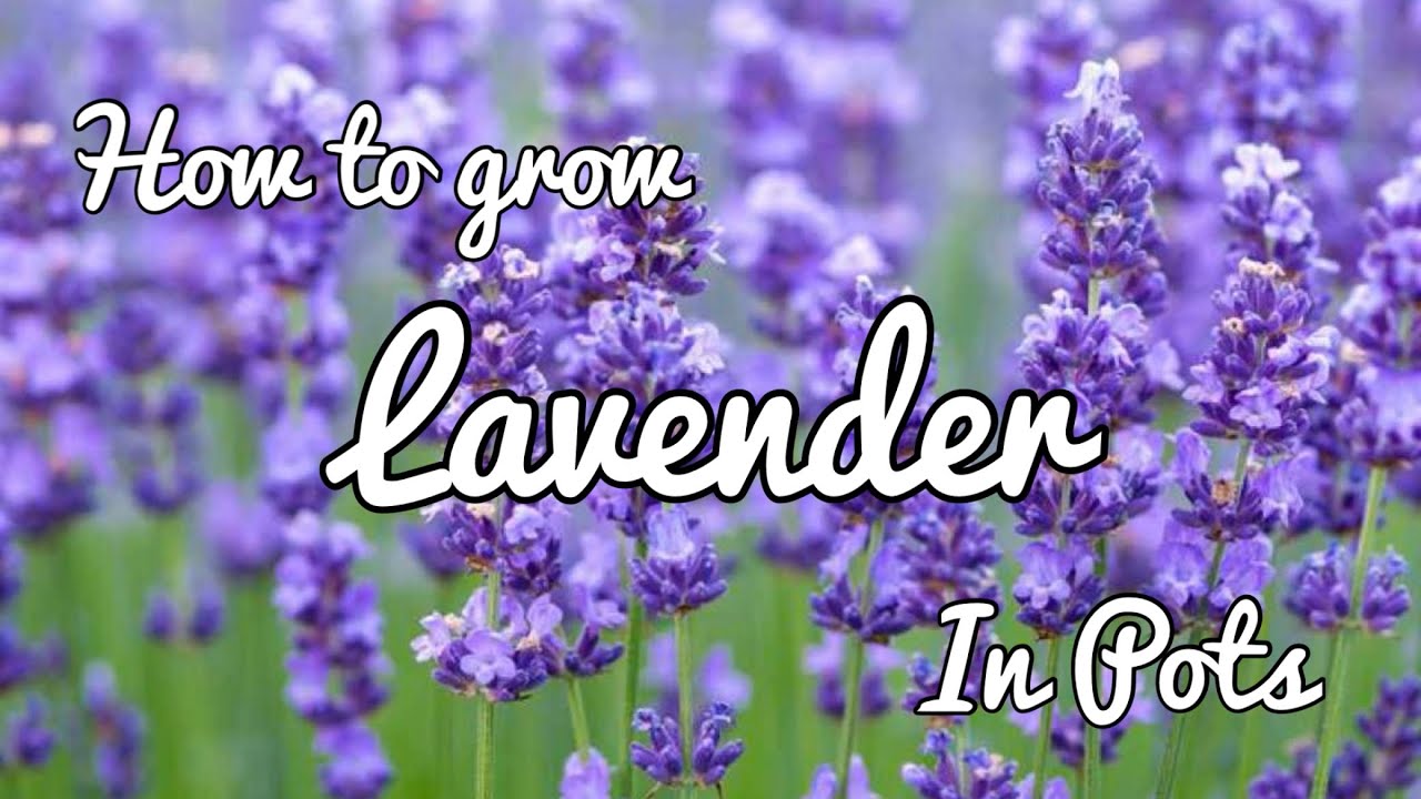 How to Grow Lavender in Pots / Containers