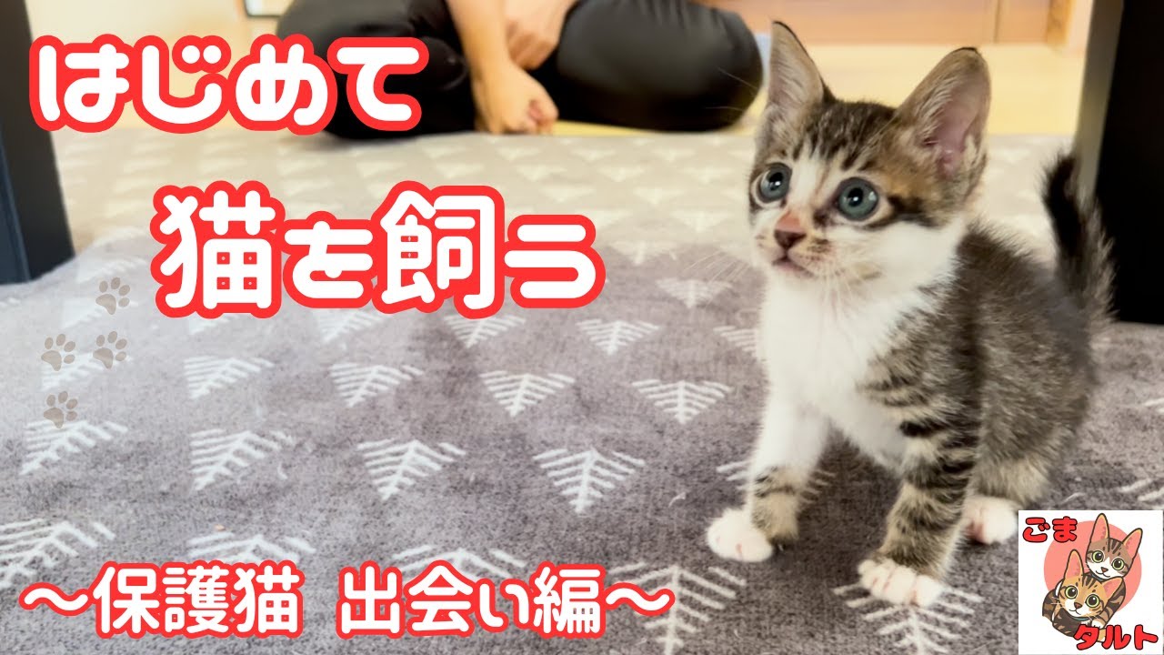 【猫初心者】保護猫との「ごま」「たると」との運命の出会いを完全解説