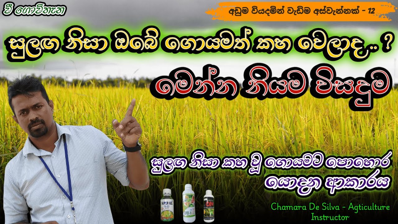 සුලඟ නිසා කහ වී ඇති ගොයමට නොවරදින විසදුම..!