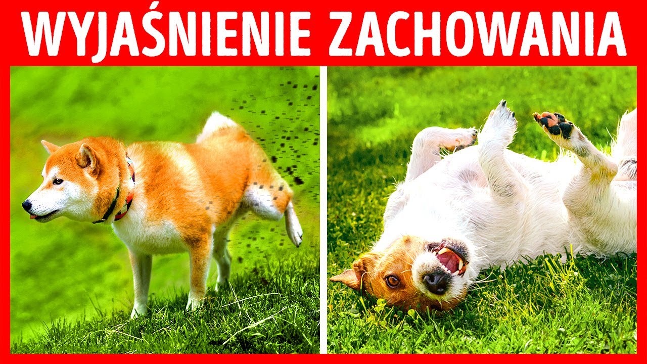 Dlaczego psy liżą meble i 9 innych psich zachowań
