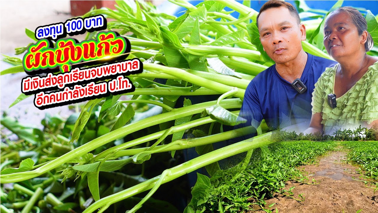 ลงทุน 100 บาท ปลูกผักบุ้งแก้ว มีเงินส่งลูกเรียนจบพยาบาล อีกคนกำลังเรียน ป.โท