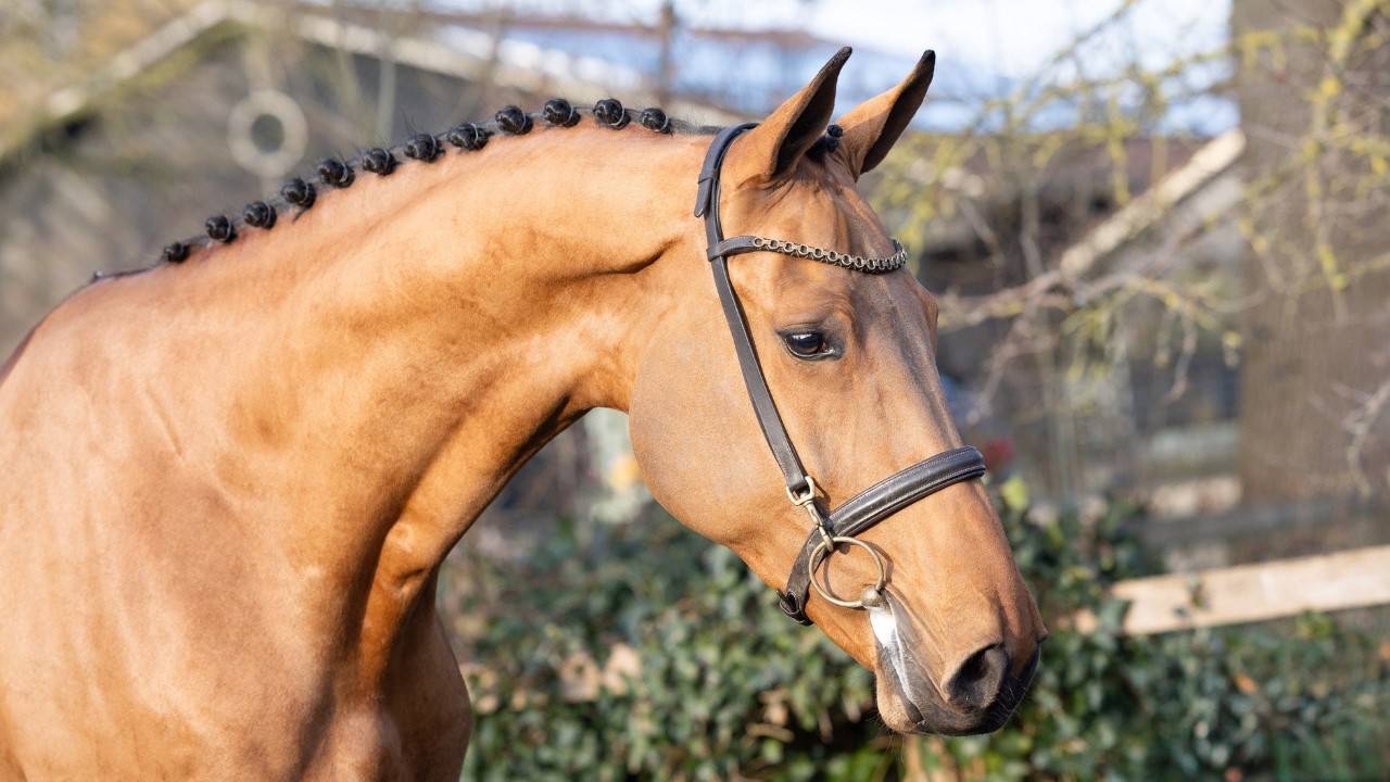 Rambo - Young Showjumpers Online Auction - Paardenveilingonline.com
