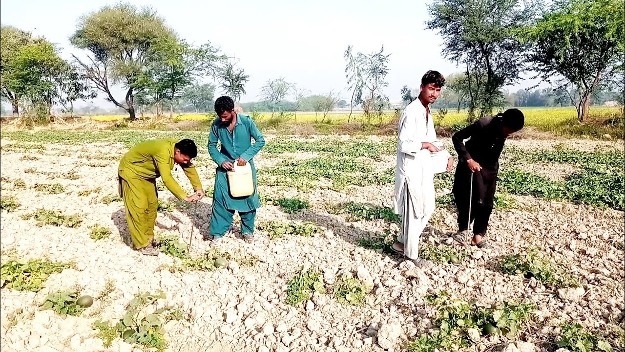 Kharbooza Farm Pe Mazdor Kam Kar Rahe Hain Kharbooza Farm 