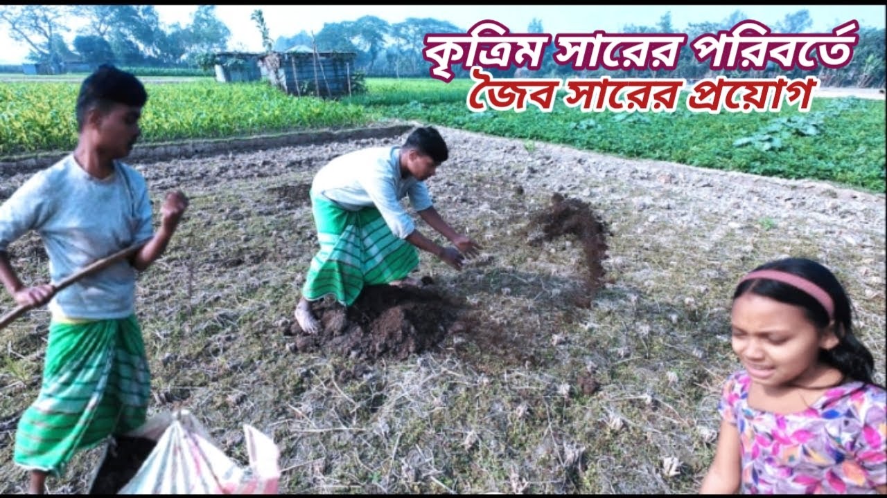 জমিতে কৃত্রিম সারের পরিবর্তে জৈব সার প্রয়োগ করলাম || Dibanishi Protidin