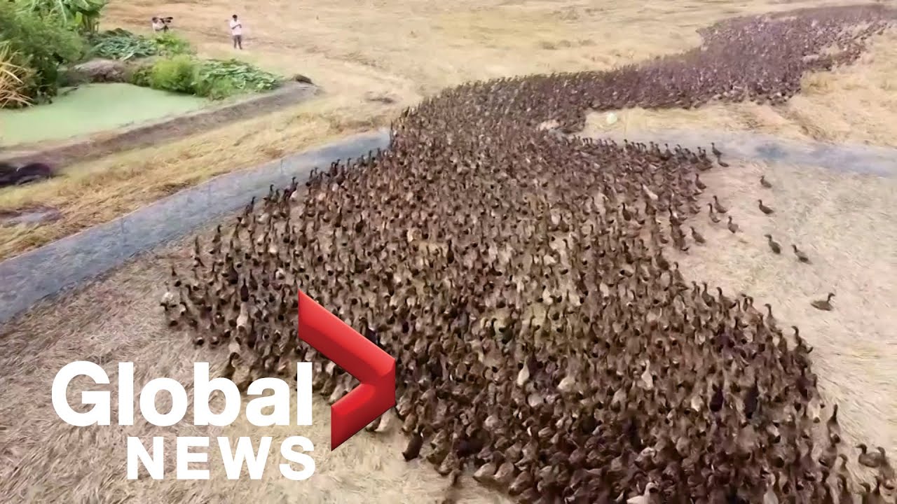 Drone footage follows 10,000 ducks &ldquo;cleaning&rdquo; rice paddies in Thailand