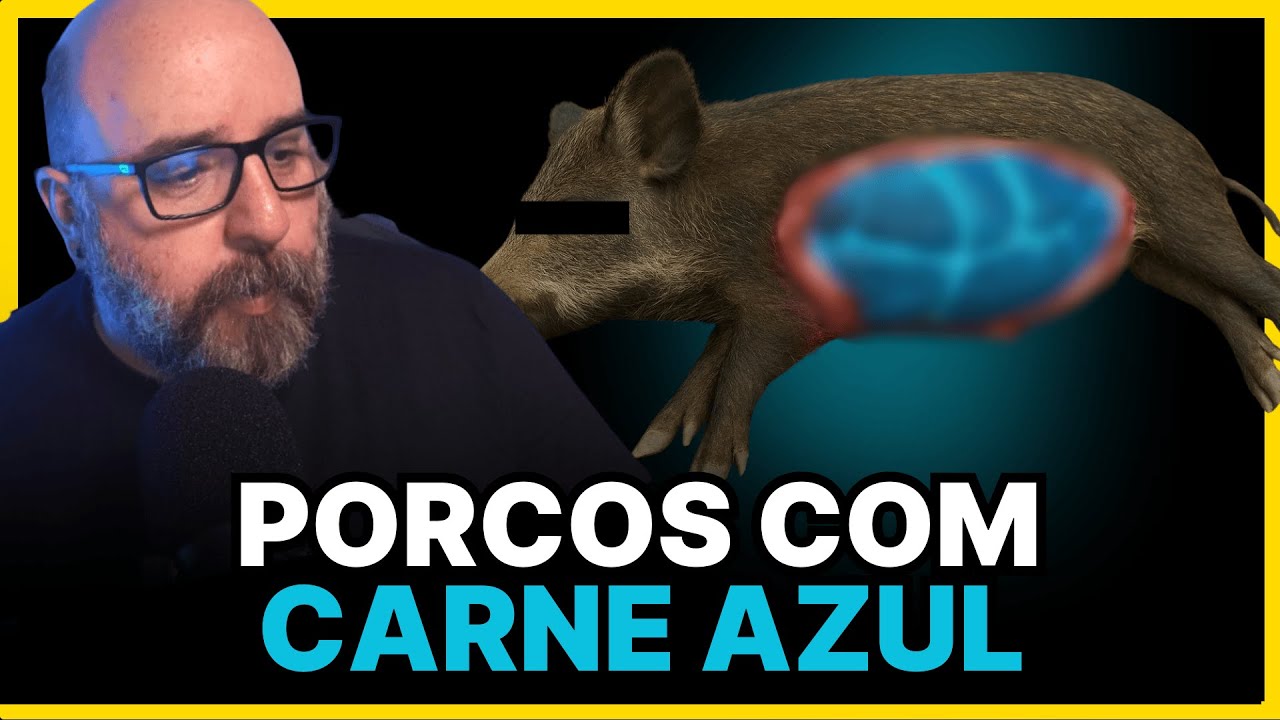 PORCOS ESTÃO FICANDO AZUIS! ENTENDA O MOTIVO!