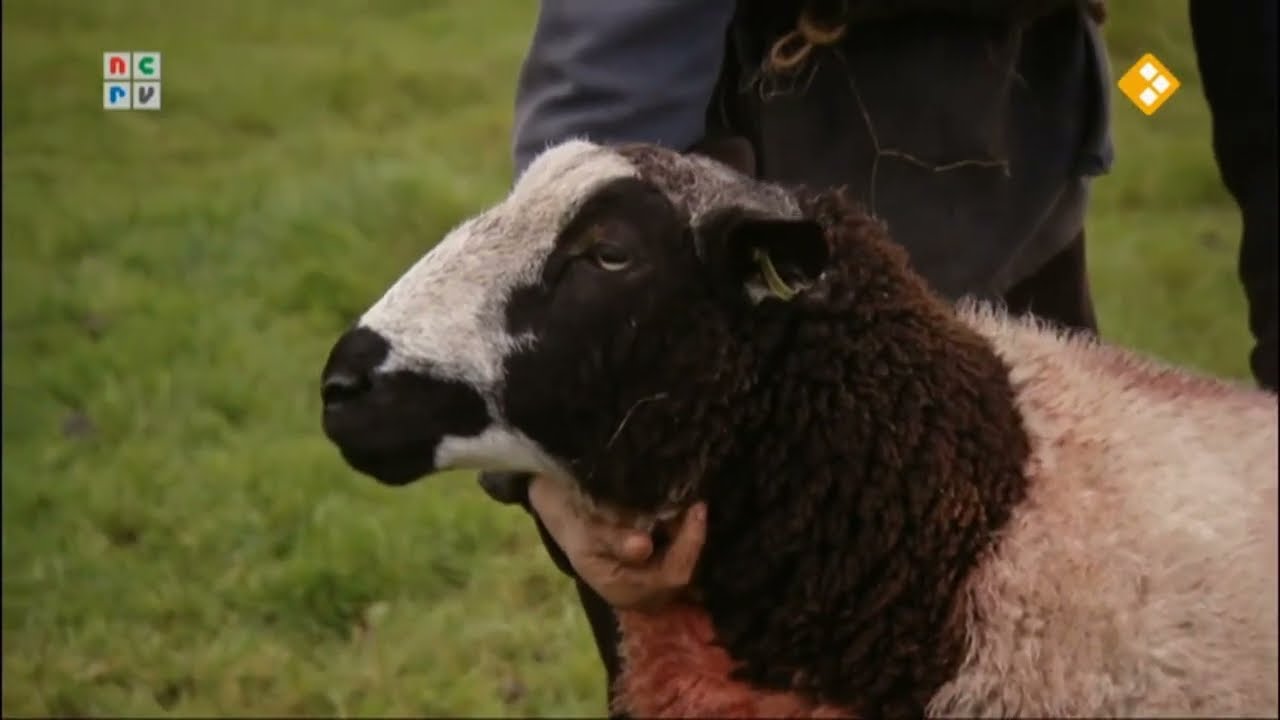 Boer Frans behandelt zieke ram - Man Bijt Hond