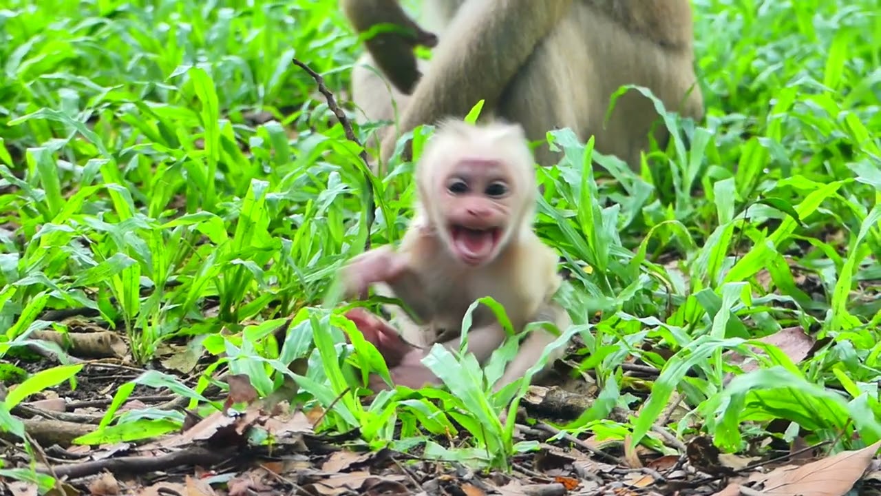 Best clip of Little monkey happy time eating food very yummy, They are so adorable family