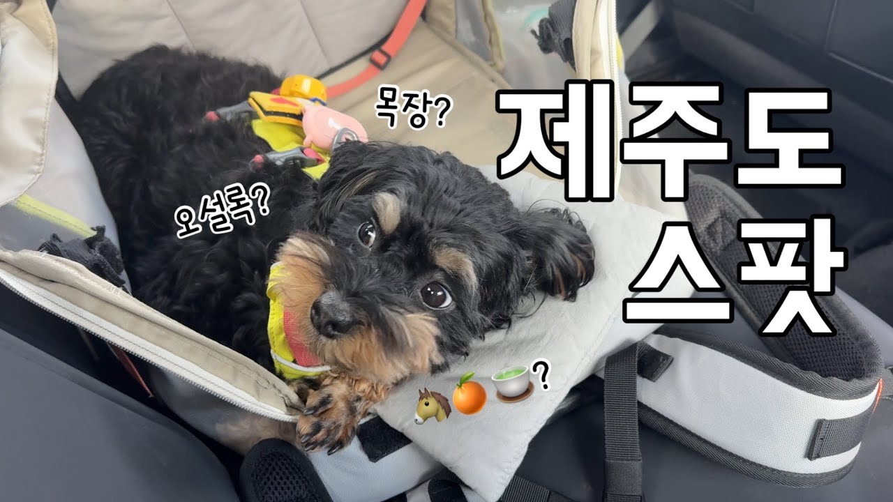 강아지 동반 가기 좋은 제주도 스팟 털기🐶🐴🍵보름살이 여행 7일차