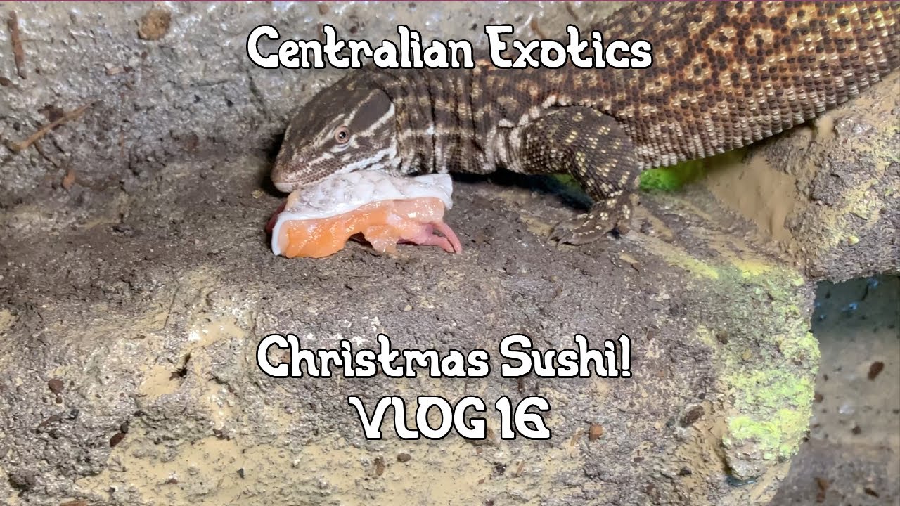 Feeding My Reptiles Sashimi for Christmas! Breeding Season, Indigos, Ackie Monitors, MORE. VLOG # 16