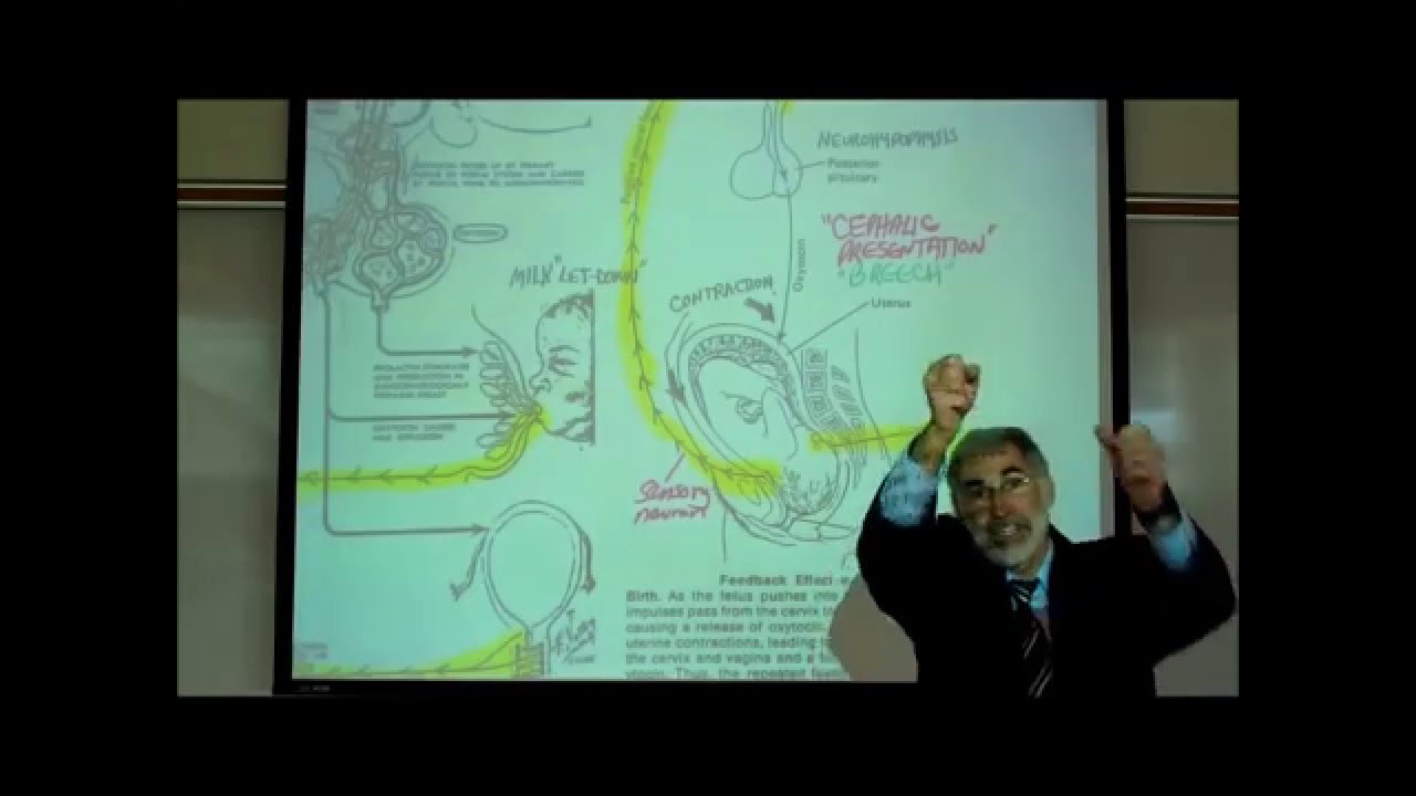 ENDOCRINOLOGY; HYPOTHALAMUS; ADH & OXYTOCIN by Professor Fink