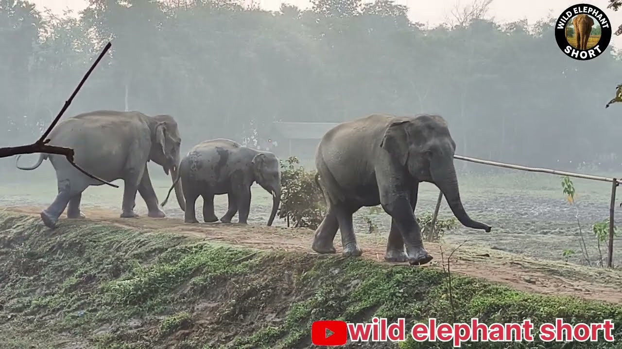 Wild Elephant Close Encounter | Man vs Elephant Moment😱😨||wild elephant short☺