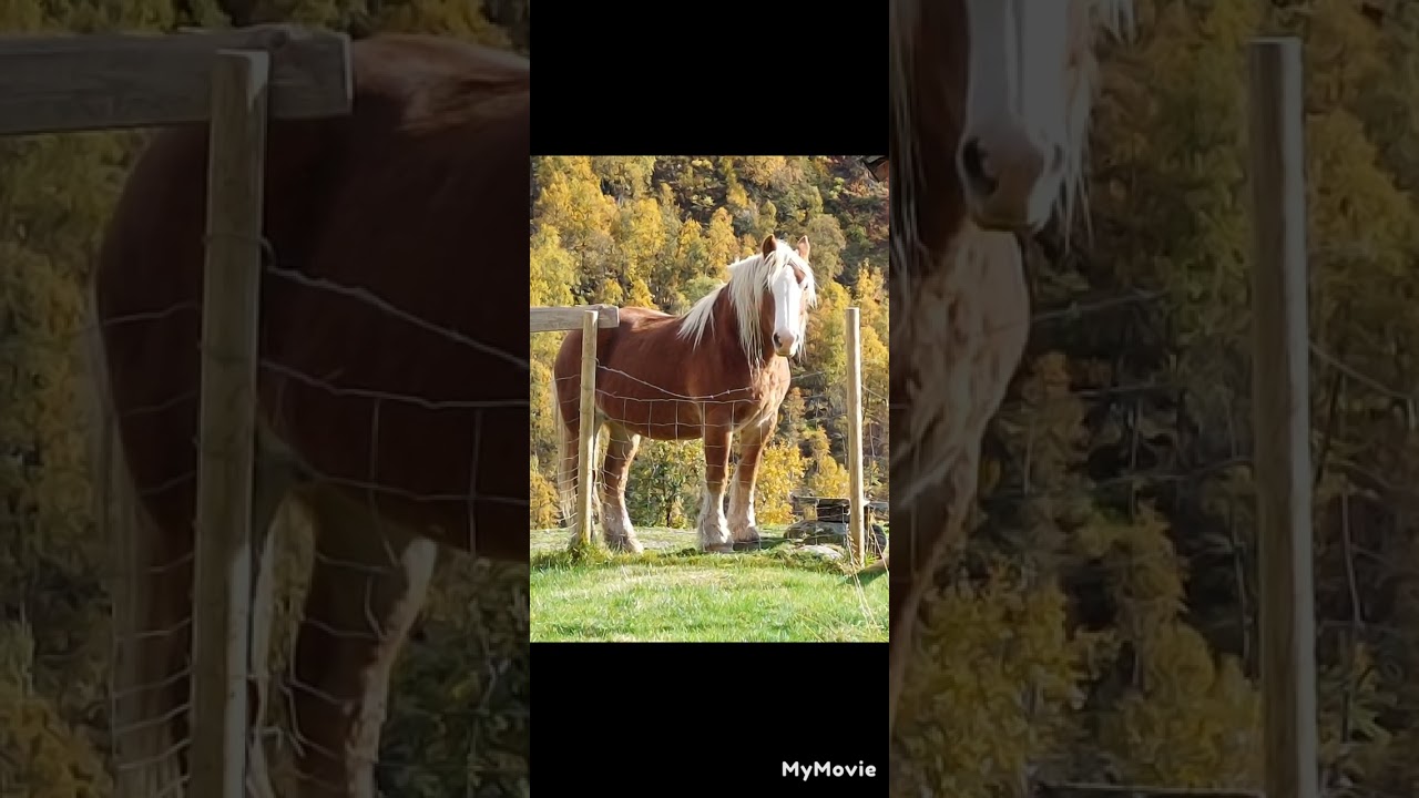 Lykkeland     Låt/tekst Ole Bjørn