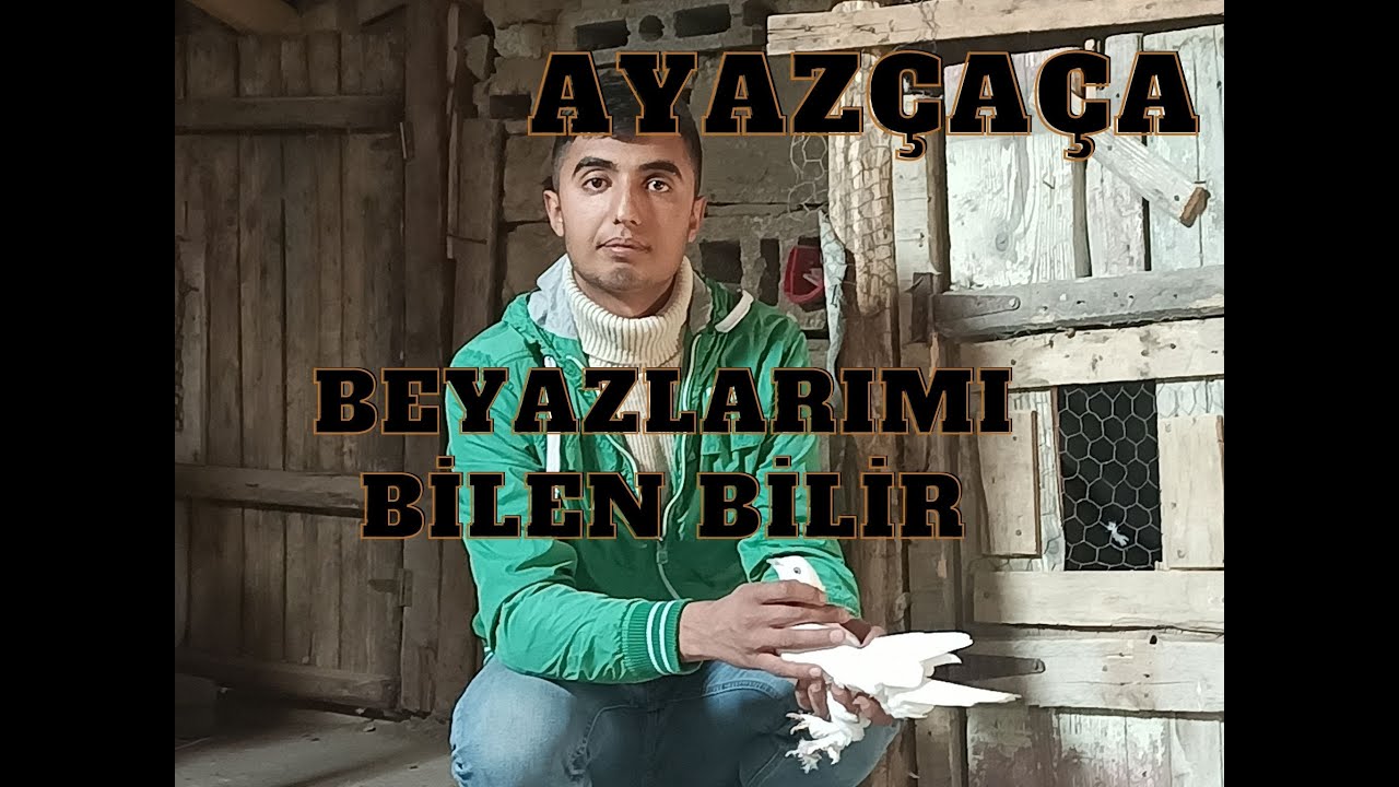 van kuşları sevdalısı ayazçaça yunus kuşlarıma kavuşacağım günü sayıyordum beyazlarımı bilen bilir