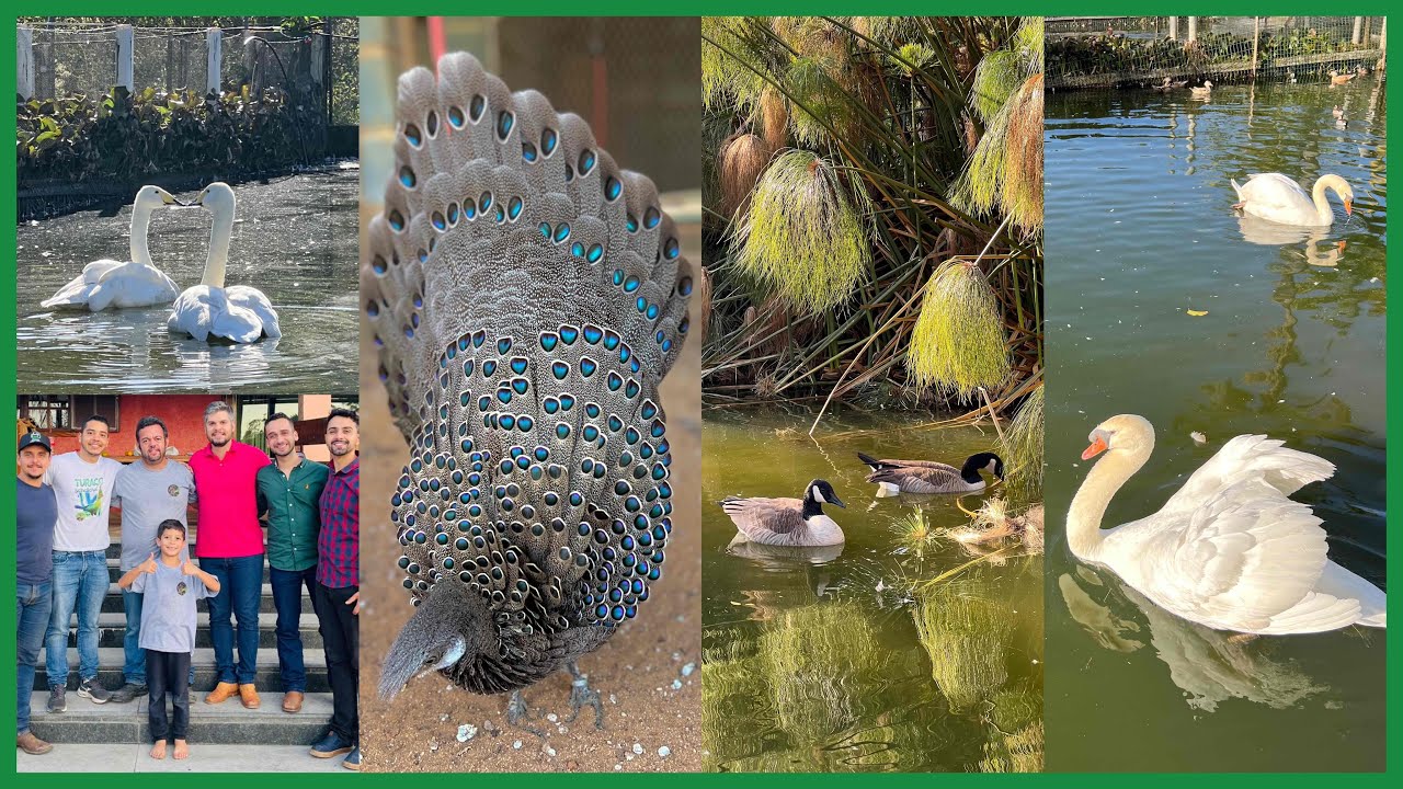 FAZENDA VALE DAS AVES - REFERÊNCIA EM AVES ORNAMENTAIS I Sítio Xavier