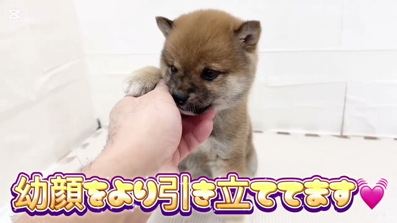 【1/4撮影】身体は超小柄でも絶大な存在感をもつ豆柴！