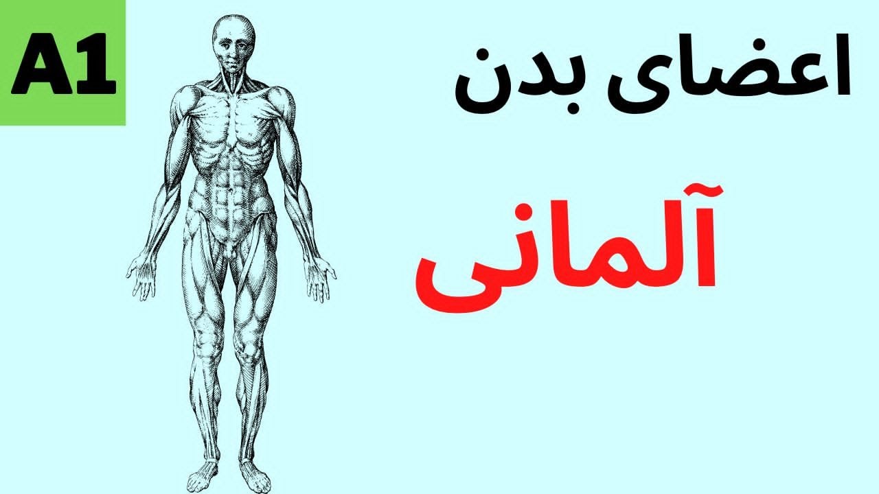 آموزش زبان آلمانی - آموزش اعضای بدن به زبان آلمانی - درس 42