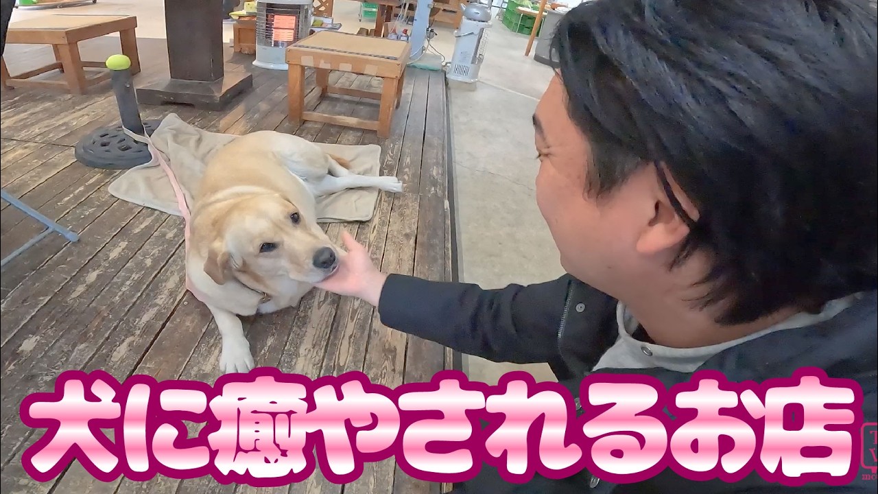 コーヒーも飲めてゴールデンレトリバーと戯れる場所【山口県防府市】