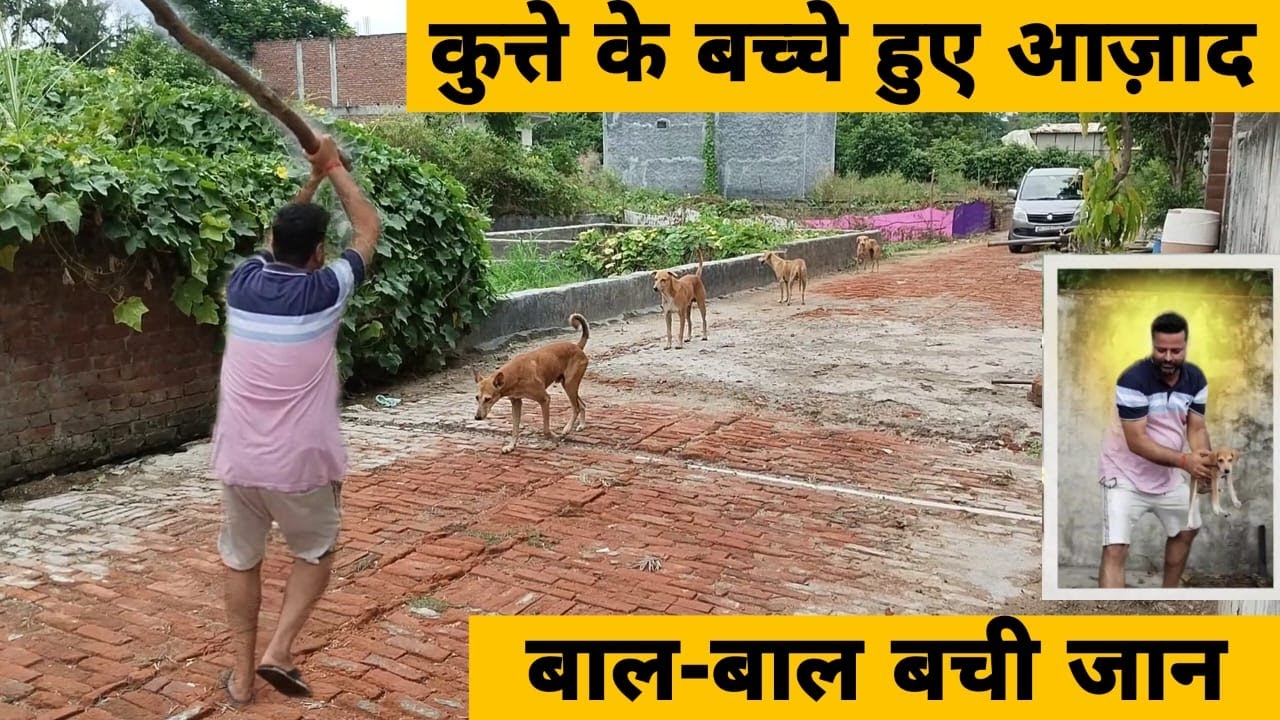 कुत्ते के बच्चे हुए आज़ाद || बाल-बाल बची जान
