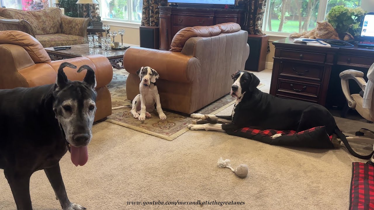 Cat Watches Gentle Great Danes Pounce & Play With 10 Week Old Puppy