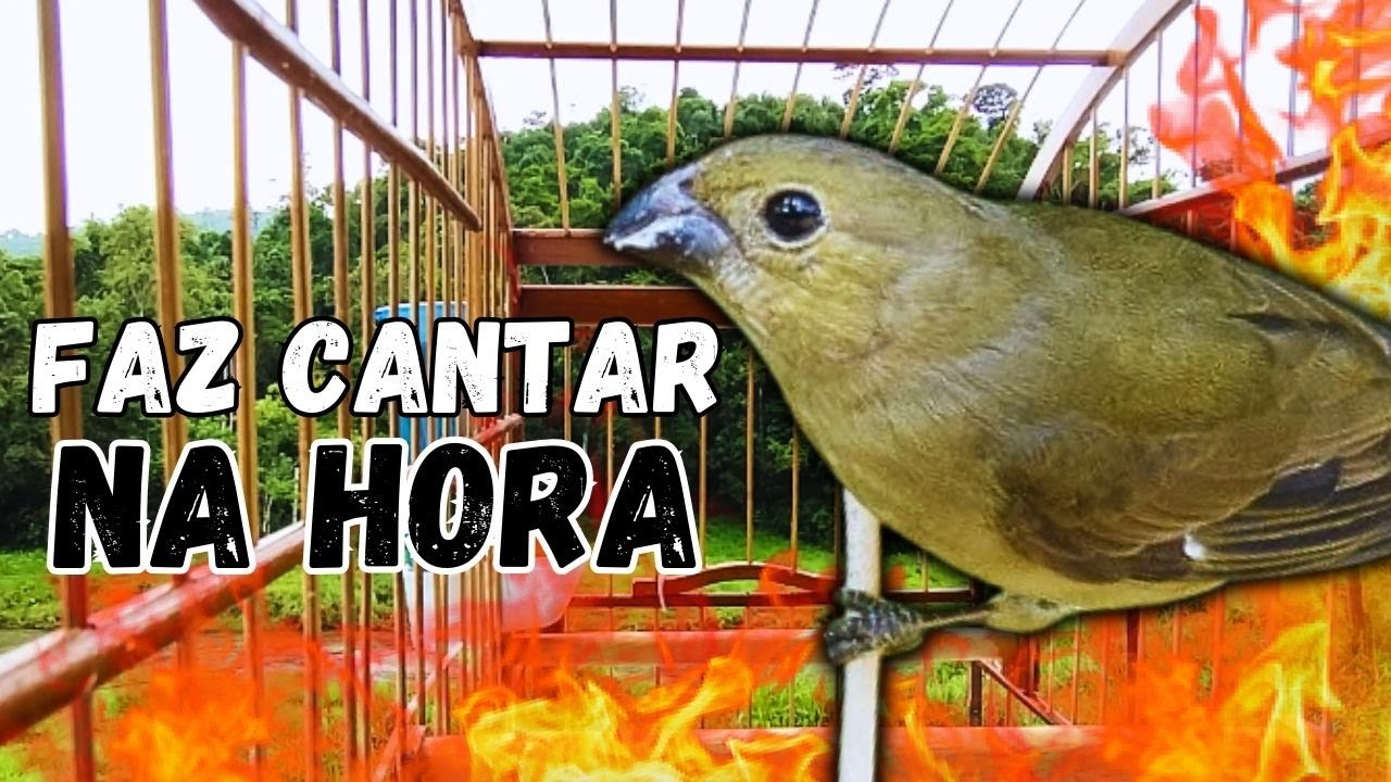 Melhor Piado de fêmea de papa capim para Foguear Papa capim tui tui com Piado de fêmea de papa-capim