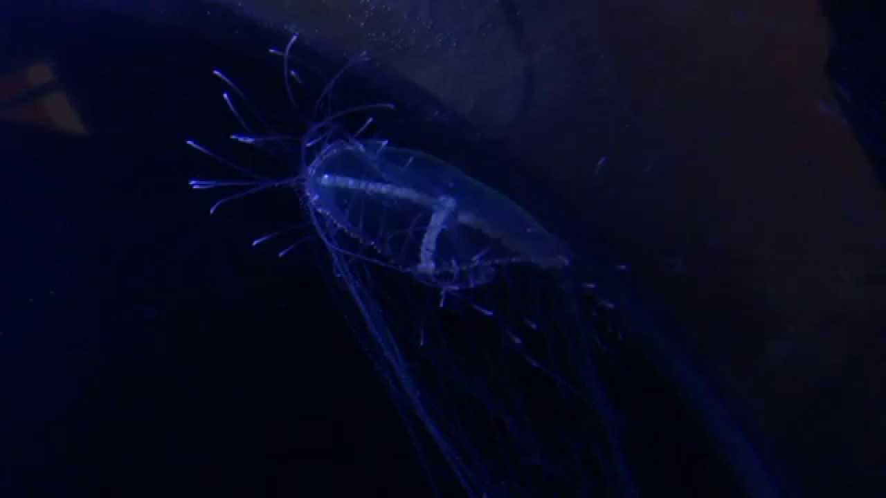 Olindias phosphorica - www.PecesDelMediterraneo.com - www.MediterraneanFishes.com