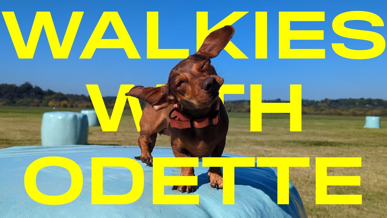 Autumn walkies with Odette the mini dachshund
