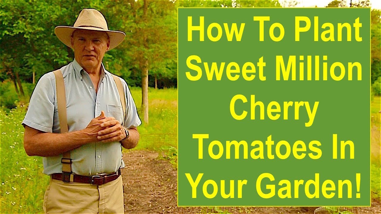 How to Plant Sweet Million Cherry Tomatoes in Your Garden!