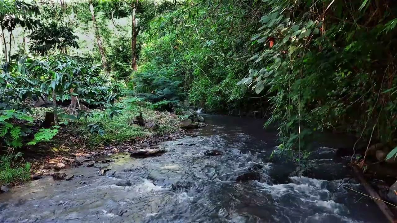 Soothing Jungle Water Flow Over Natural Rocks for Total Relaxation