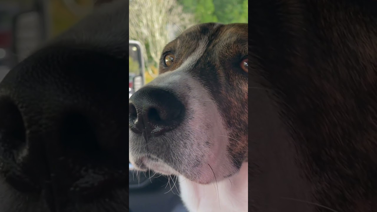 Love my Mountain Cur Ziggy !