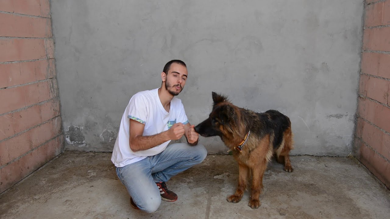 Adiestramiento canino (gira y rueda)+ SORPRESA