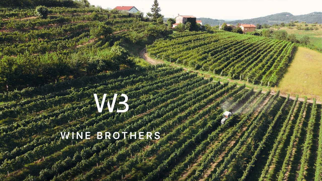 Where Wine Meets Excellence, Even in Small Town Slovenia -  Bužinel story - Full Documentary Film