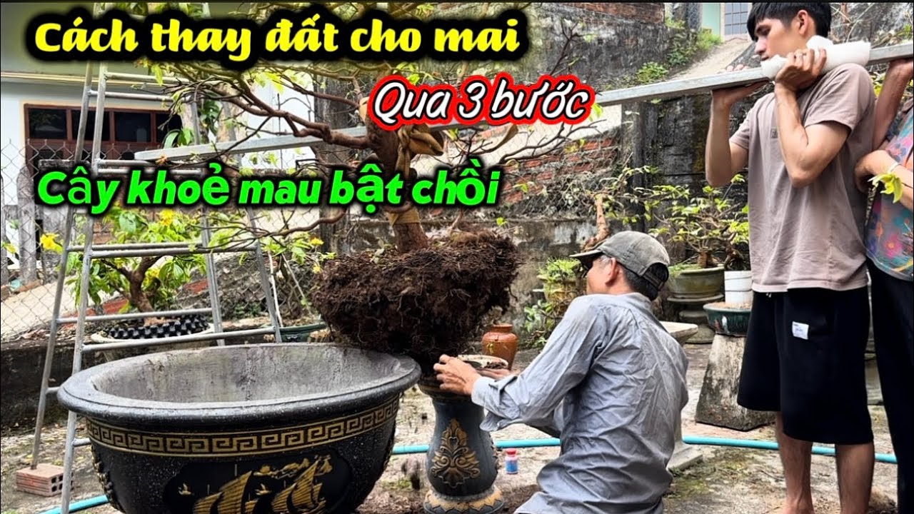 90% người mới sai khi thay đất cho mai-Đây là cách làm đúng 