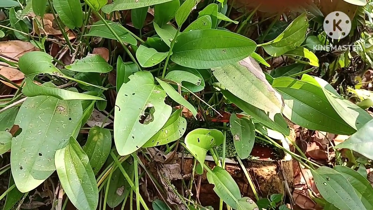 ചെടികൾ വിലകുറച്ച്9847 5439 66 ലേക്ക് മെസേജ് ചെയ്യൂ