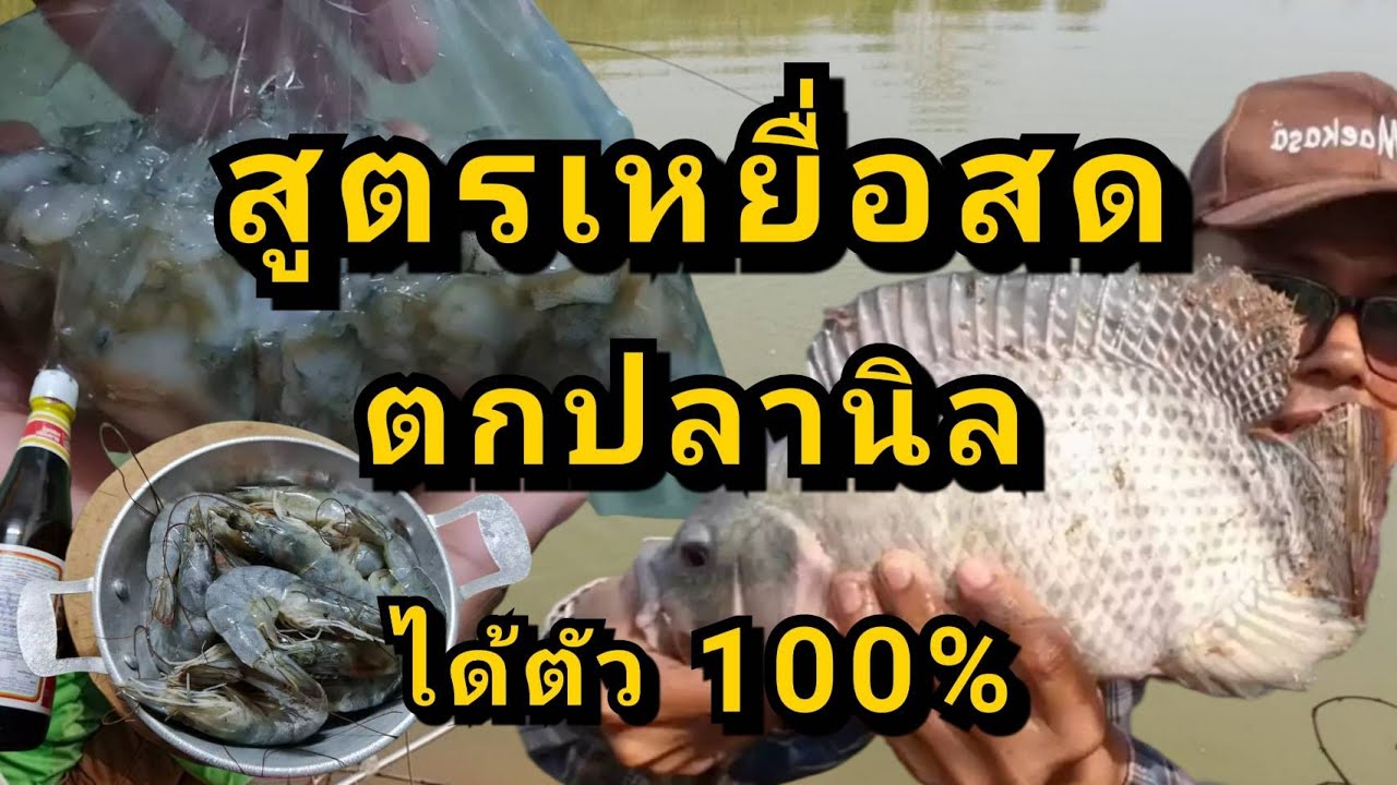 สูตรเหยื่อตกปลานิลด้วยเหยื่อสดกุ้งขาวใหญ่หมัก ทำตามเลยได้ผล100%