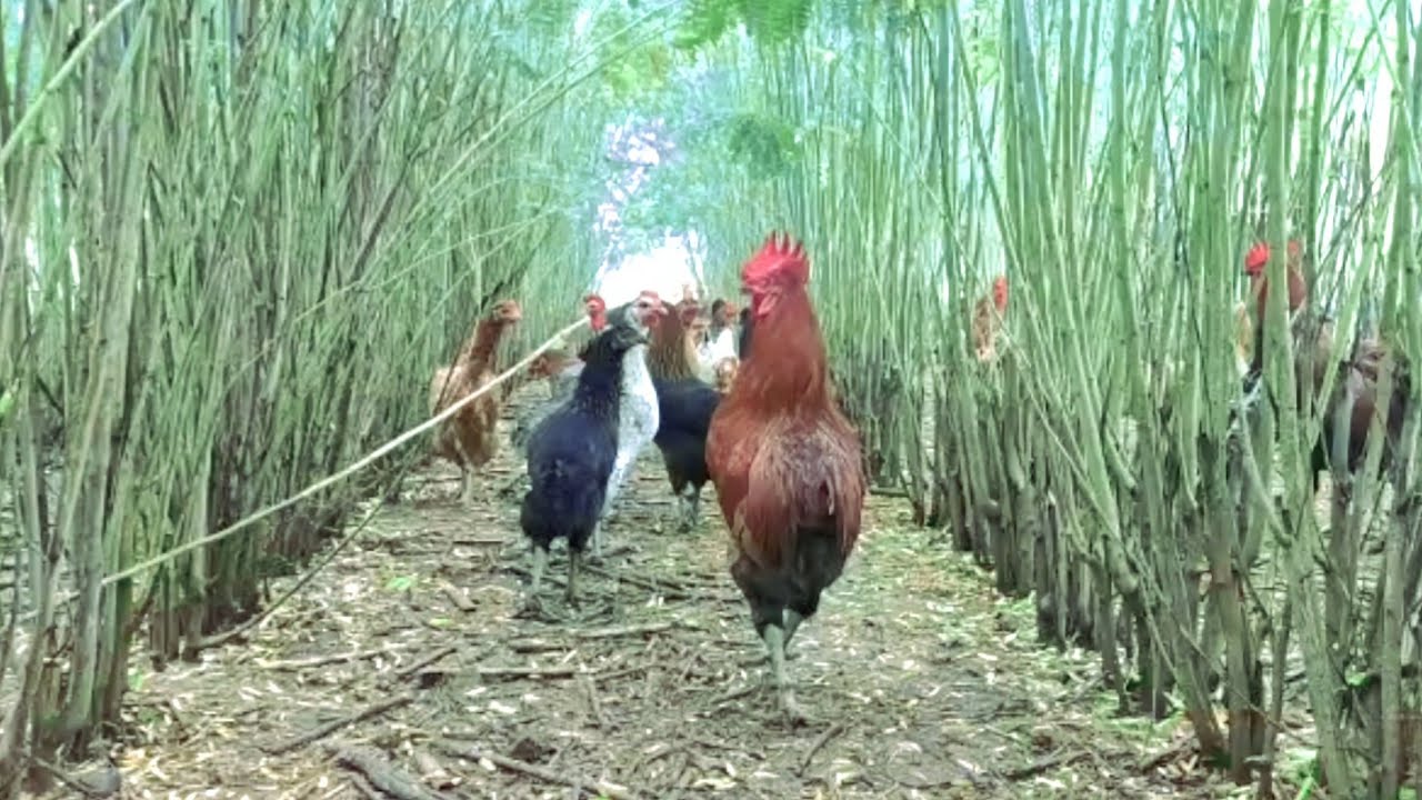 Free Range Desi Poultry Farming & Plantation