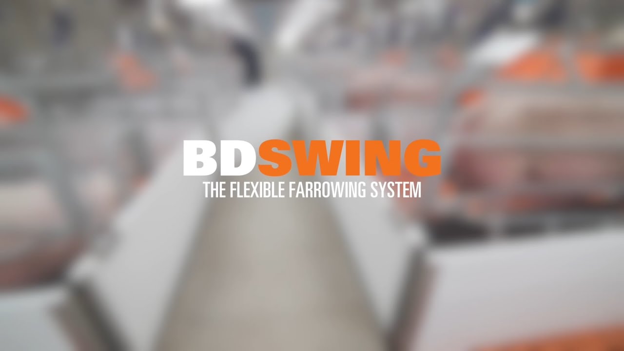 BDSWING