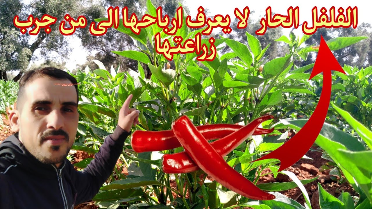 الفلفل الحار لايعرف ارباحها إلى من جرب زراعتها