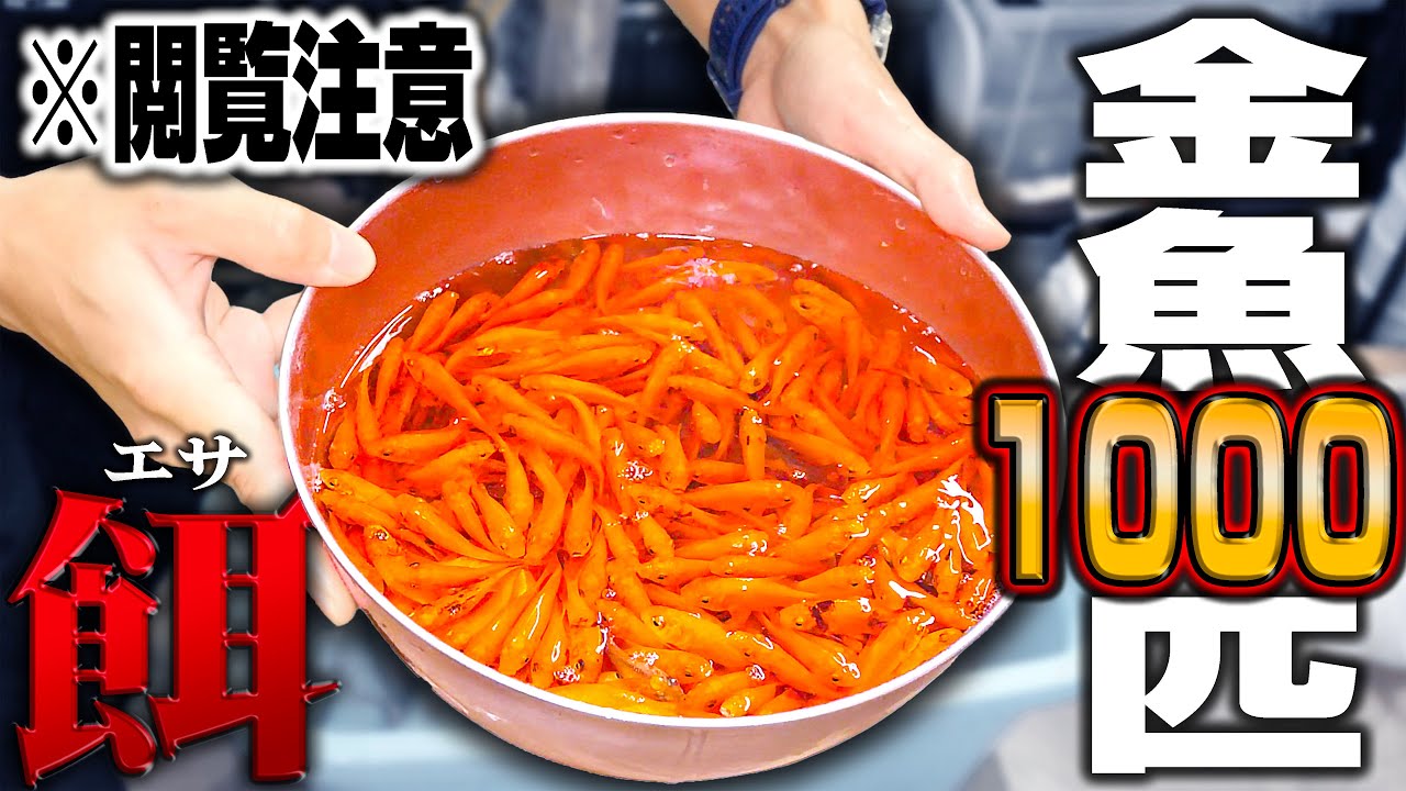 【閲覧注意】1000匹の金魚を腹ペコの古代魚水槽に入れた結果過去一やばいことになった...
