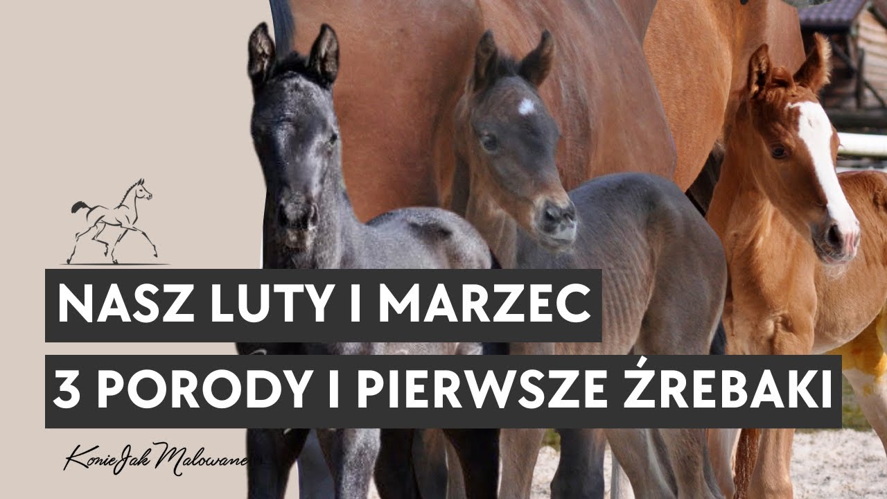 Porody 3 klaczy, objawy zwiastujące wyźrebienie, pierwsze źrebaki- luty i marzec u KoniJakMalowanych