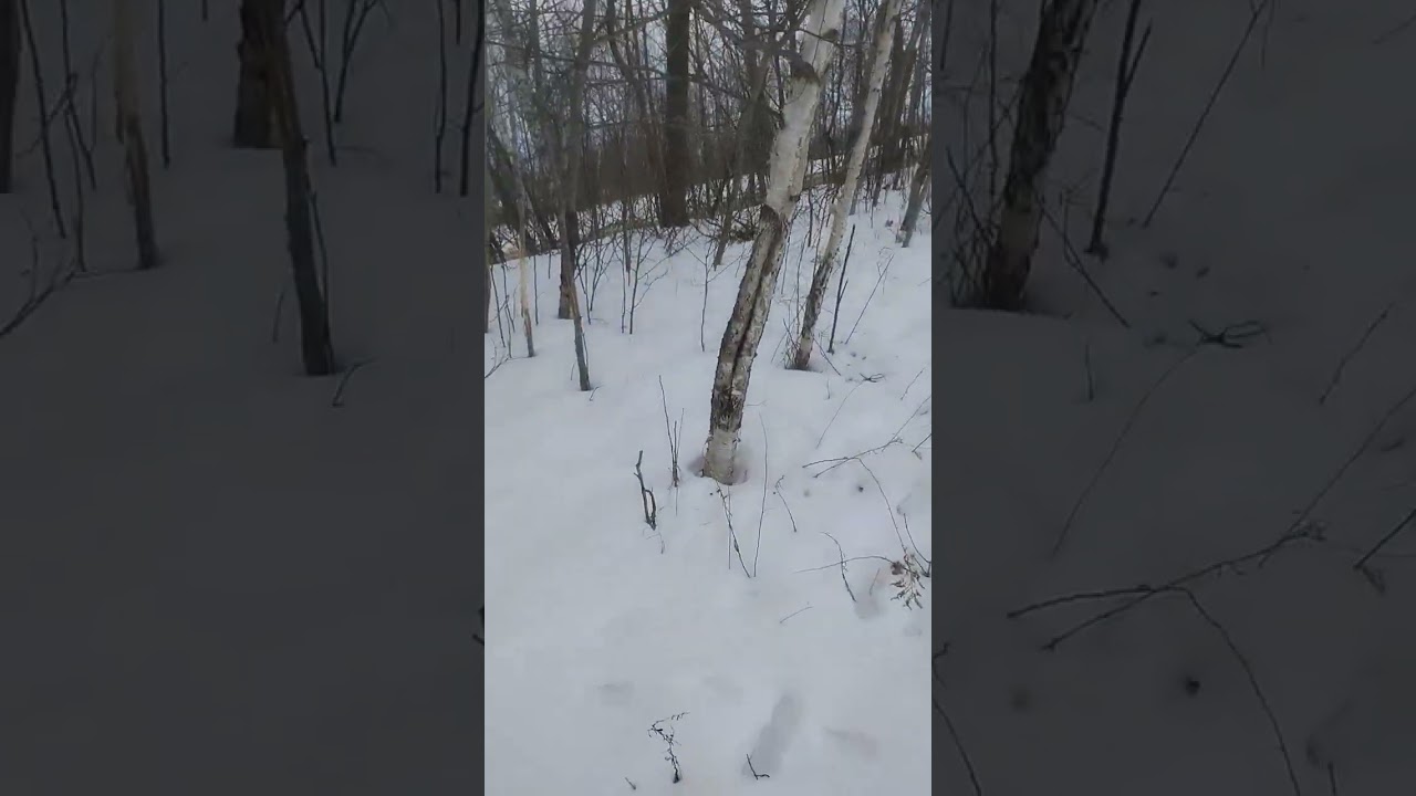 Shed hunting February 7th 2026