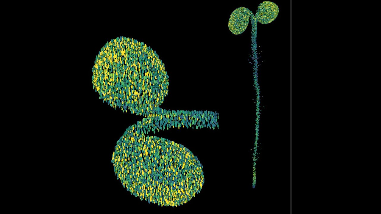 Dry days trigger leaves to send a surprising growth signal telling roots to keep growing