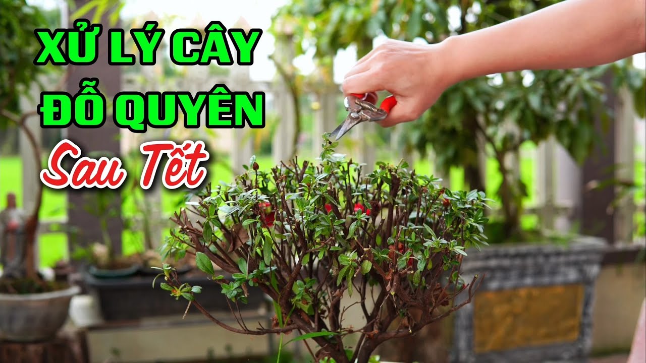 Xử lý cây hoa Đỗ Quyên sau Tết giúp cây nhanh đẹp