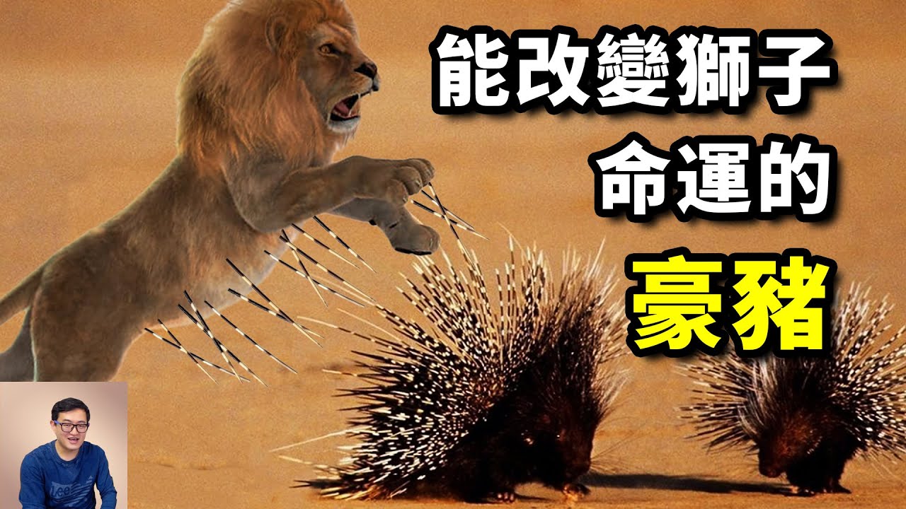 豪豬能改變獅子命運？察沃食人魔事件隱藏的秘密，不愧是非洲第一刺客！【老肉雜談】#動物 #非洲 #豪豬 #獅子 #野生動物