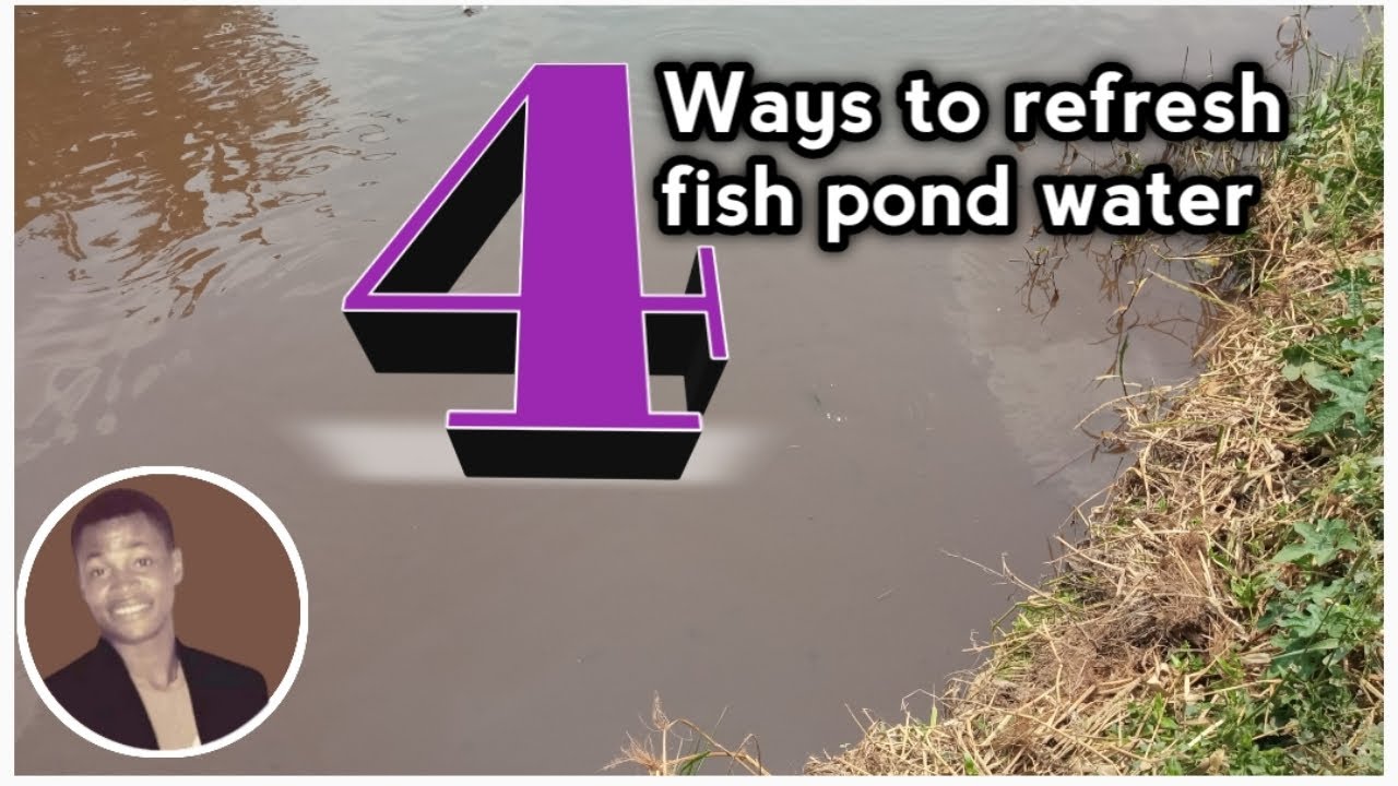 How to change dirty fish pond water in catfish farming || 4 unique method