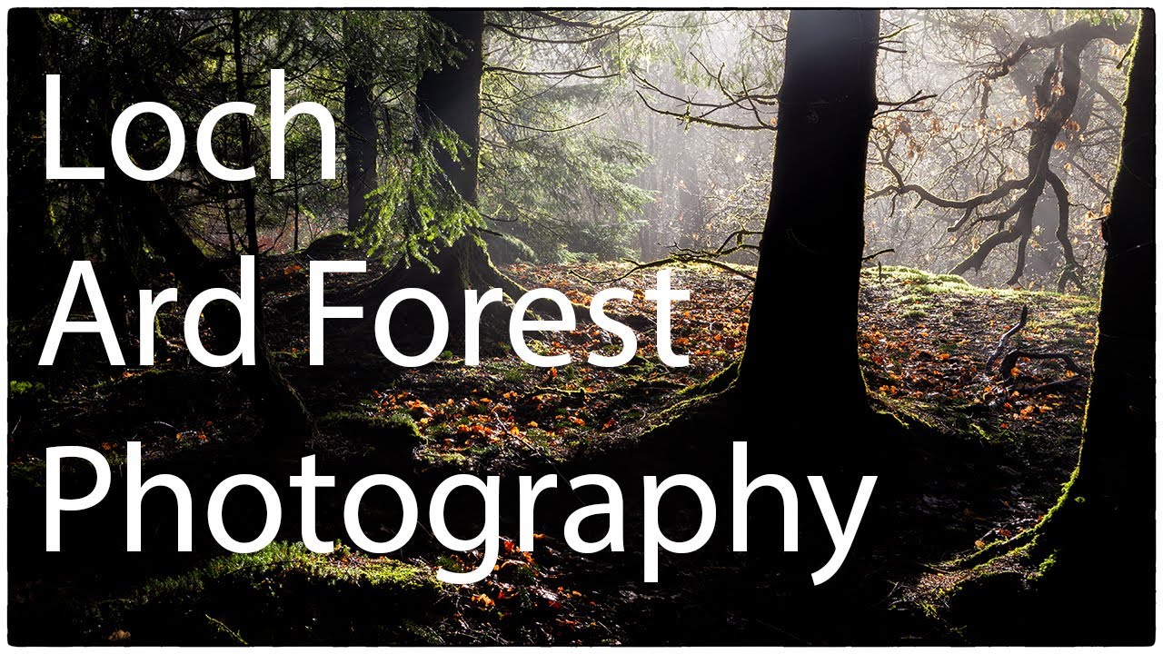 Relaxing woodland photography.  Loch Ard Forest